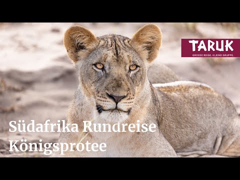 Südafrika-Rundreise: Königsprotee – Ganz Südafrika von Johannesburg bis Kapstadt | Filmbuch