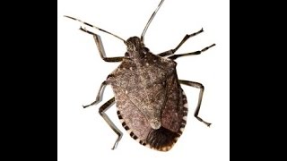 How to get rid of stink bugs on the outside of a house with Talstar P