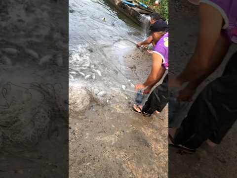 Pegando muito peixe na rede de arrasto. Em Arapiraca - Alagoas.🫡