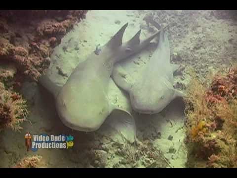 1.7.11 Nurse Sharks on Tunnels Reef in Jupiter FL
