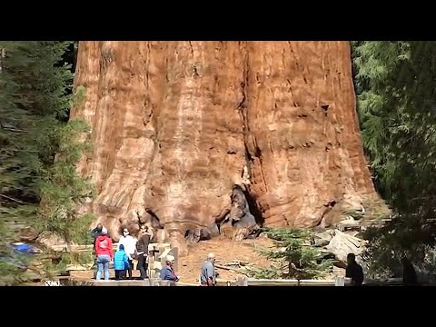 15 OLDEST Trees in the world