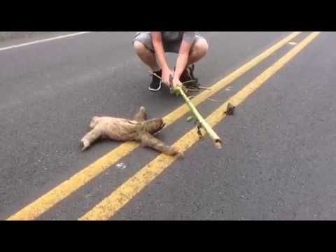 Ein Faultier bedankt sich für diese unglaubliche Situation..