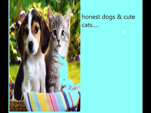 |cute dogs| cute cats| Animals||honest animals|