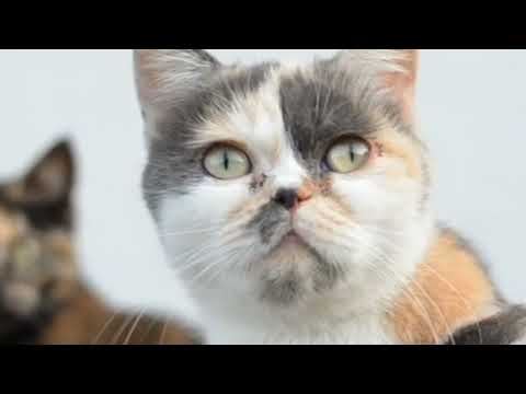 cute cat 😸 animal #saket officials vlog #channel #please_subscribe like $