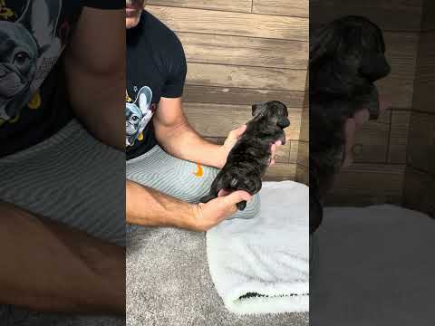 Video 1