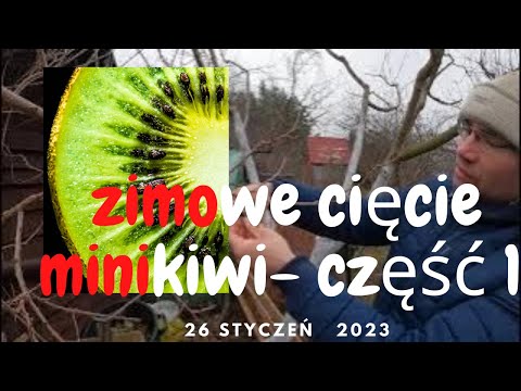 , title : 'Jak przyciąć mini kiwi zimą?- część 1.🥝'