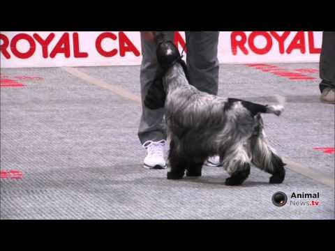 Bastia Umbra 2015 - BEST IN SHOW