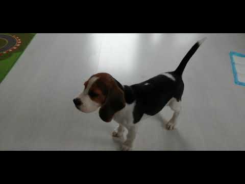 Jak pies  jest niegrzeczny