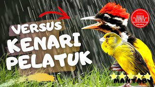 Download lagu pelatuk bawang vs kenari gacor - masteran juara mp3