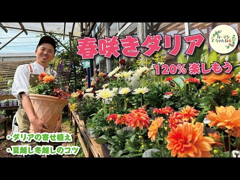 ダリアの施肥:こうやって行われます 植物