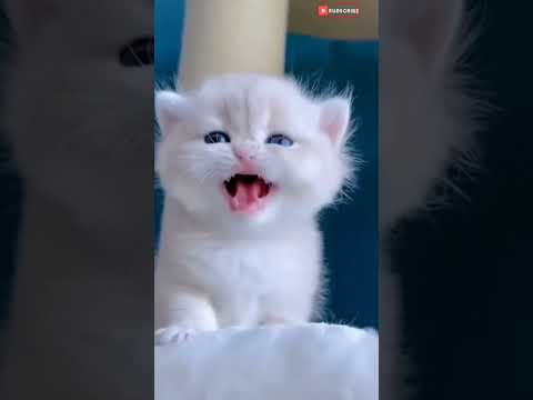 Cute Cat - Biral - Mew mew #cat #cuteBabyCat #shorts #cute