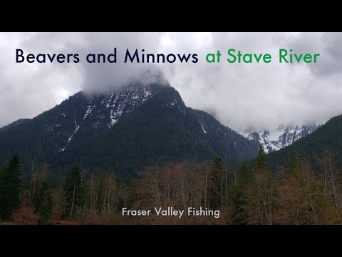 Beavers and Minnows at Stave River