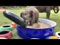 Top Ten Baby Elephants At Play Elephantnews