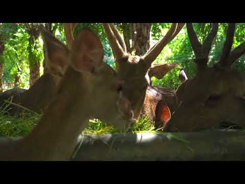 #Wild Deer and Turkeys in the Forest #Relaxing With #Nautre Beautiful Deer #Relaxin Video#amazing