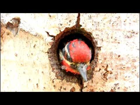 Red Naped Sapsuckers Feeding Their Babies