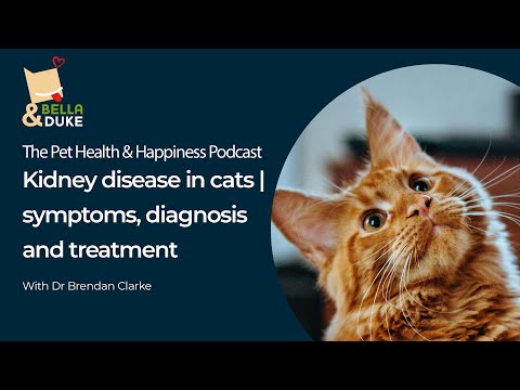 Kidney disease in cats | symptoms, diagnosis and treatment