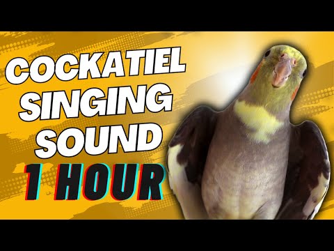 Cockatiel Sounds | 1 HOUR of Cockatiel Singing for Lonely Cockatiels | Cockatiel Companion