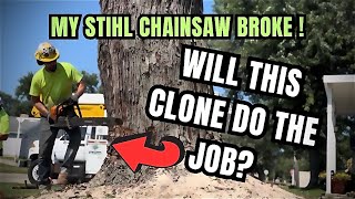 Stock CLONE chainsaw felling a hard maple tree.