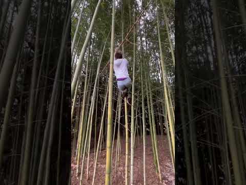 jardin-alpin-idées-cascade-rochers-bassin