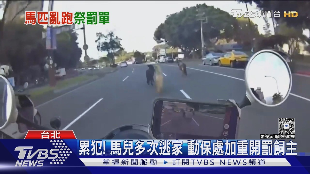 警化身牛仔趕馬！北投迷你馬多次脫逃　飼主累犯遭罰1.5萬元