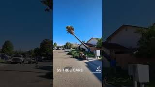 Removing a palm tree