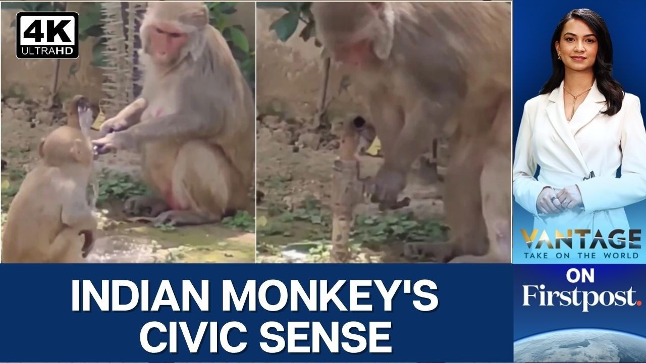 India: Monkey Turns Off Tap After Drinking Water, Internet Hails Civic Sense | Vantage on Firstpost