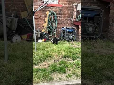 Out biggest cat ‘Rick James’ is broken. When its hot he loves to play with the garden hose.