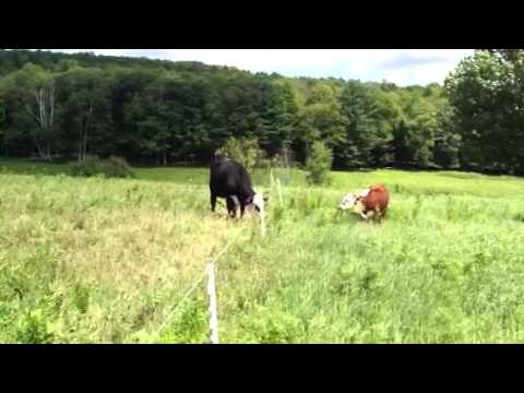 Oak stone grassfed beef