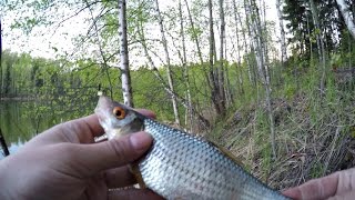Плотвы способы ловля на удочку с боковым кивком