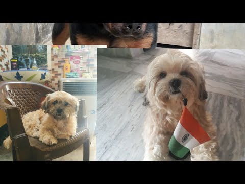 Our important family member