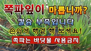 [텃밭농부 1,808]  쪽파의 잎이 노랗게 마르지 않도록 칼슘 공급 해 주는 방법. #쪽파재배