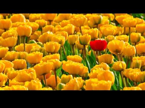 Puiu Chibici - Nu-ţi cer nimic