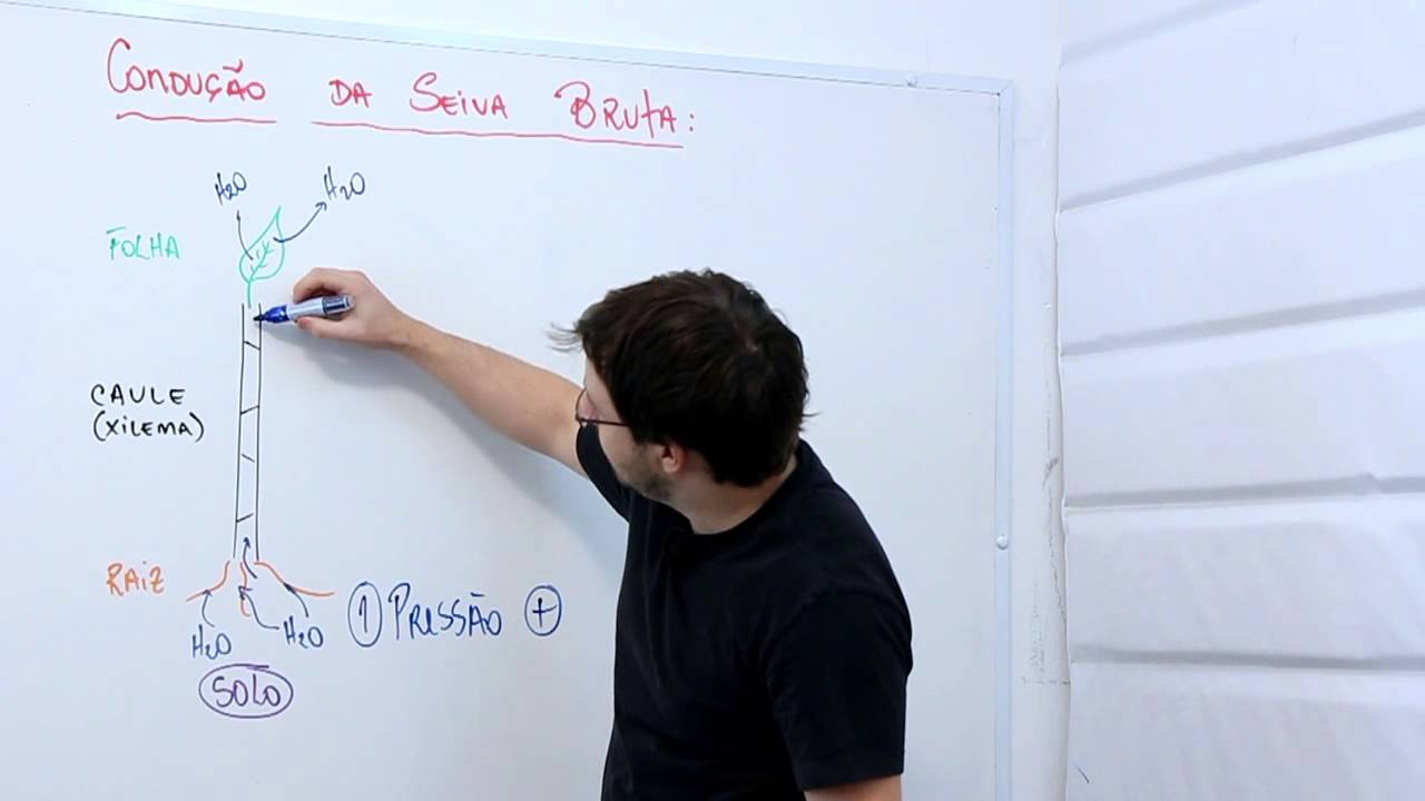 Condução da seiva bruta