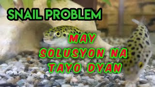 SNAIL PROBLEM / PAANO MAALIS ANG MGA SNAIL SA AQUARIUM