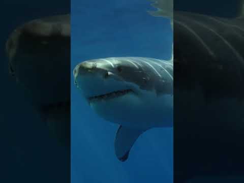 Fischer rettete weißen Hai und ahnte nicht wie dieser ihm danken würde