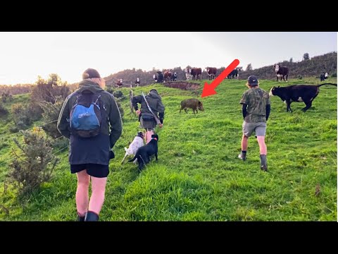 Comp Day Boar // NZ Pig Hunting