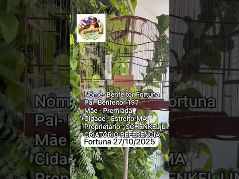 Liga dos Repetidores do Maranhão Apresenta! Curió Benfeitor Fortuna