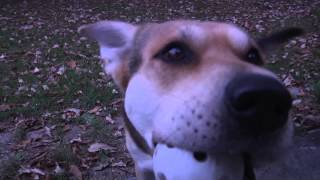 Homesick | For Blue Skies - Strays Don&#39;t Sleep