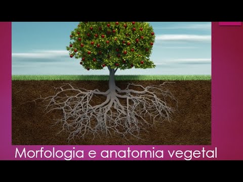 Morfologia de raiz