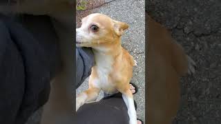 Video preview image #1 Chihuahua Puppy For Sale in Temecula, CA, USA