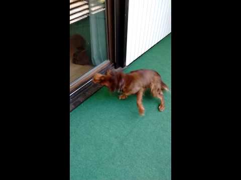 Lustiger nasser Hund