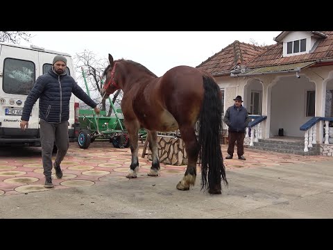 Caii lui Adi de la Rusor, Hunedoara - 2022 Nou!!!