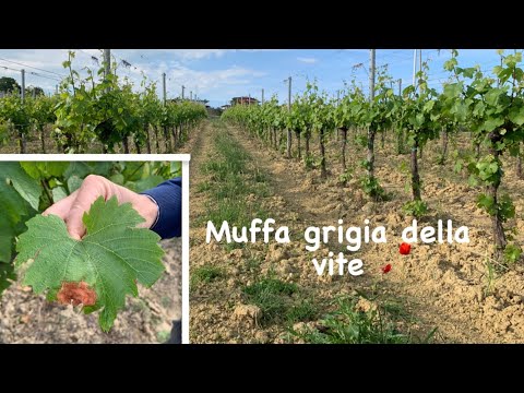 , title : 'MUFFA GRIGIA: una malattia funginea da non sottovalutare'