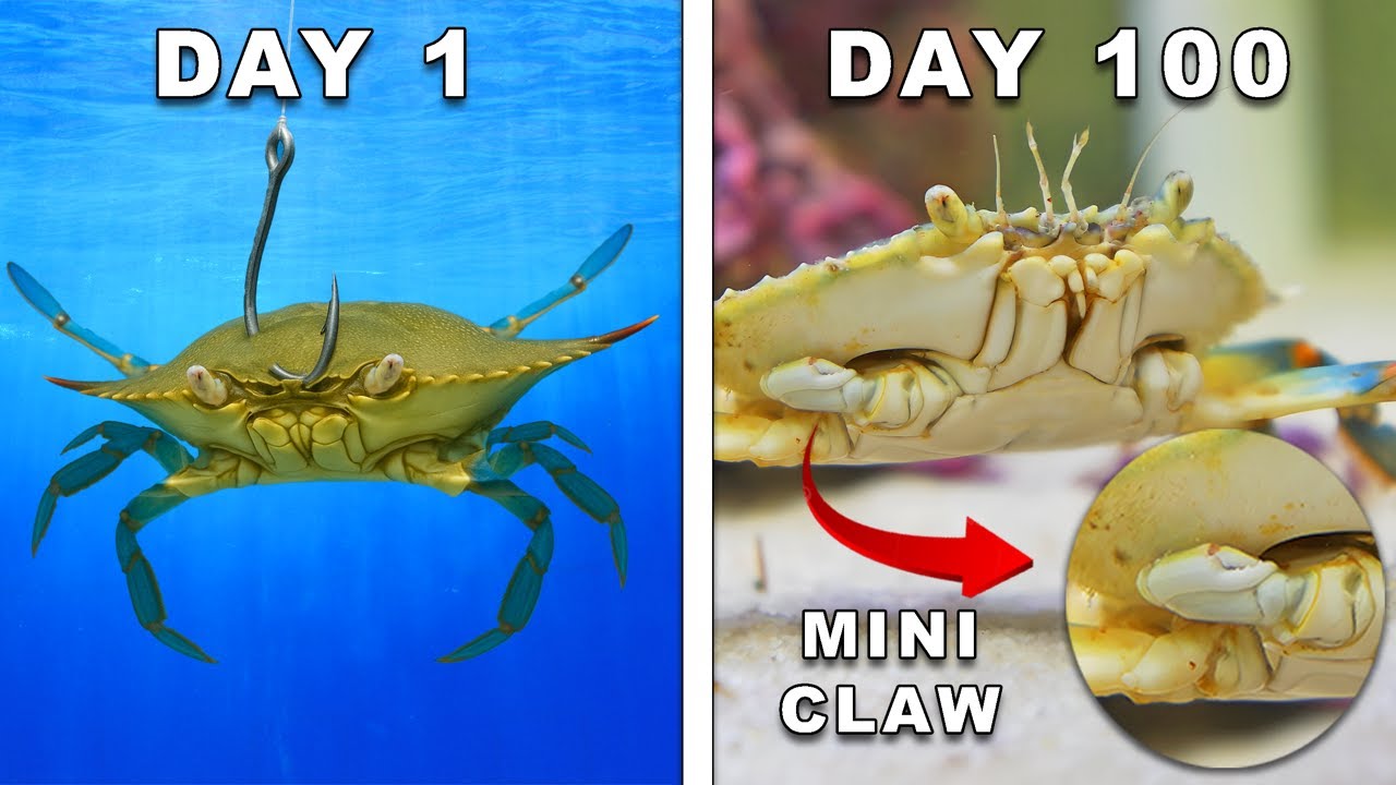 Keeping a Bait Shop Crab as a Pet