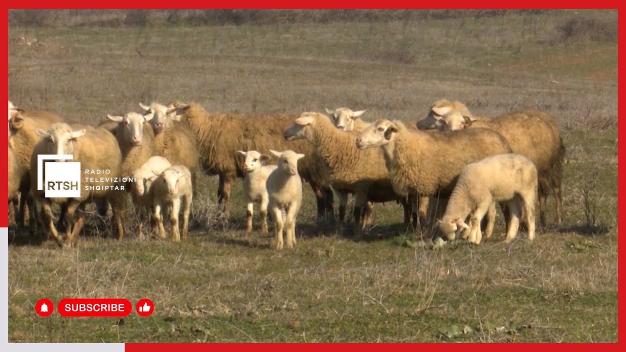 Nis nga 1 tetori gjurmimi i tuberkulozit te bagëtitë, pa raste murtaje te të imëtat në Kukës