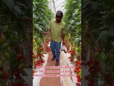 PATY DO ALFERES RJ LAVOURA TOMATE NO CULTIVO PROTEGIDO MAIOR PRODUTOR DE