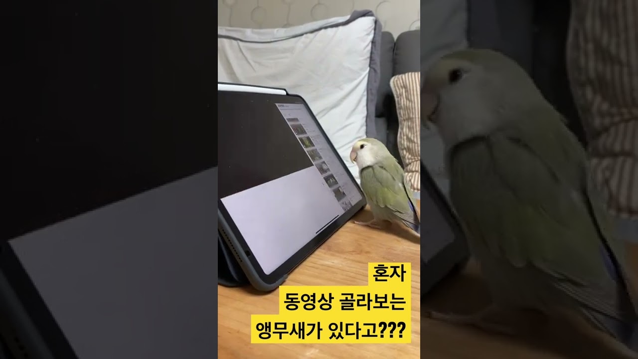 유튜브 골라보는 무새.mp4