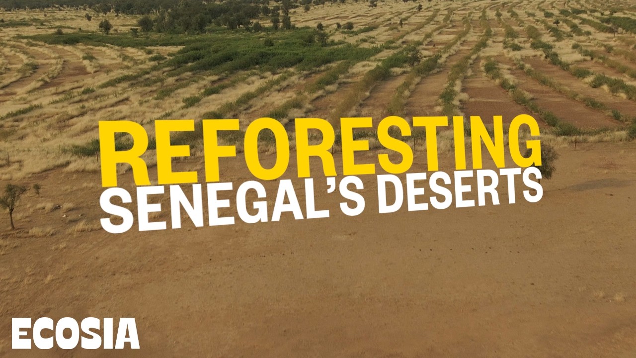 We're Restoring Senegal's Deserts - here's how