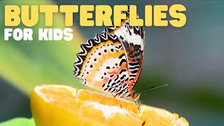 Butterflies for Kids | Learn about the diet, habitat, and behaviors of butterflies