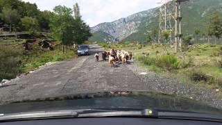 preview picture of video 'Road trip to Albania, herd of sheeps'
